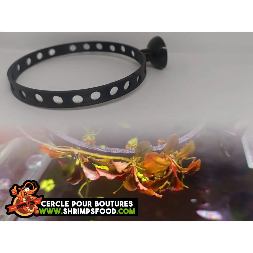 Cercle pour boutures aquarium