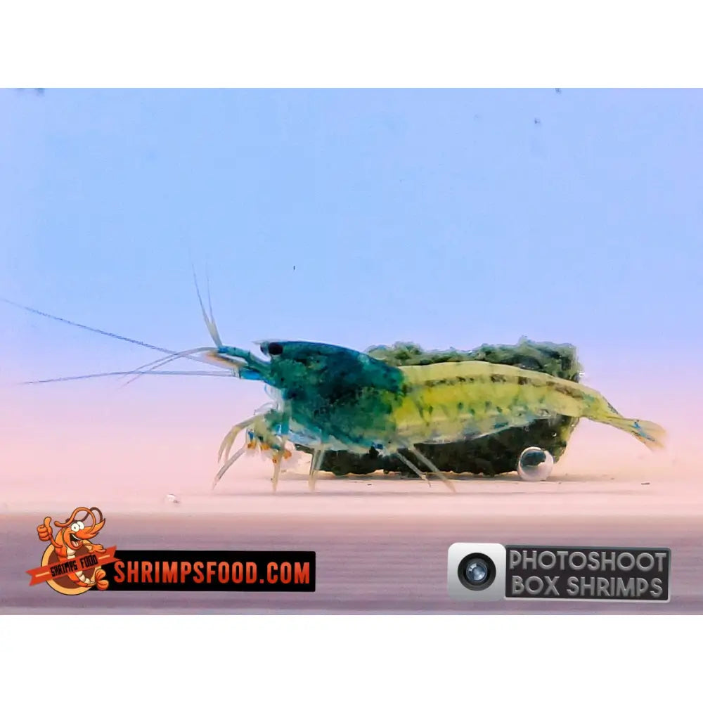 Photoshoot Box shrimp