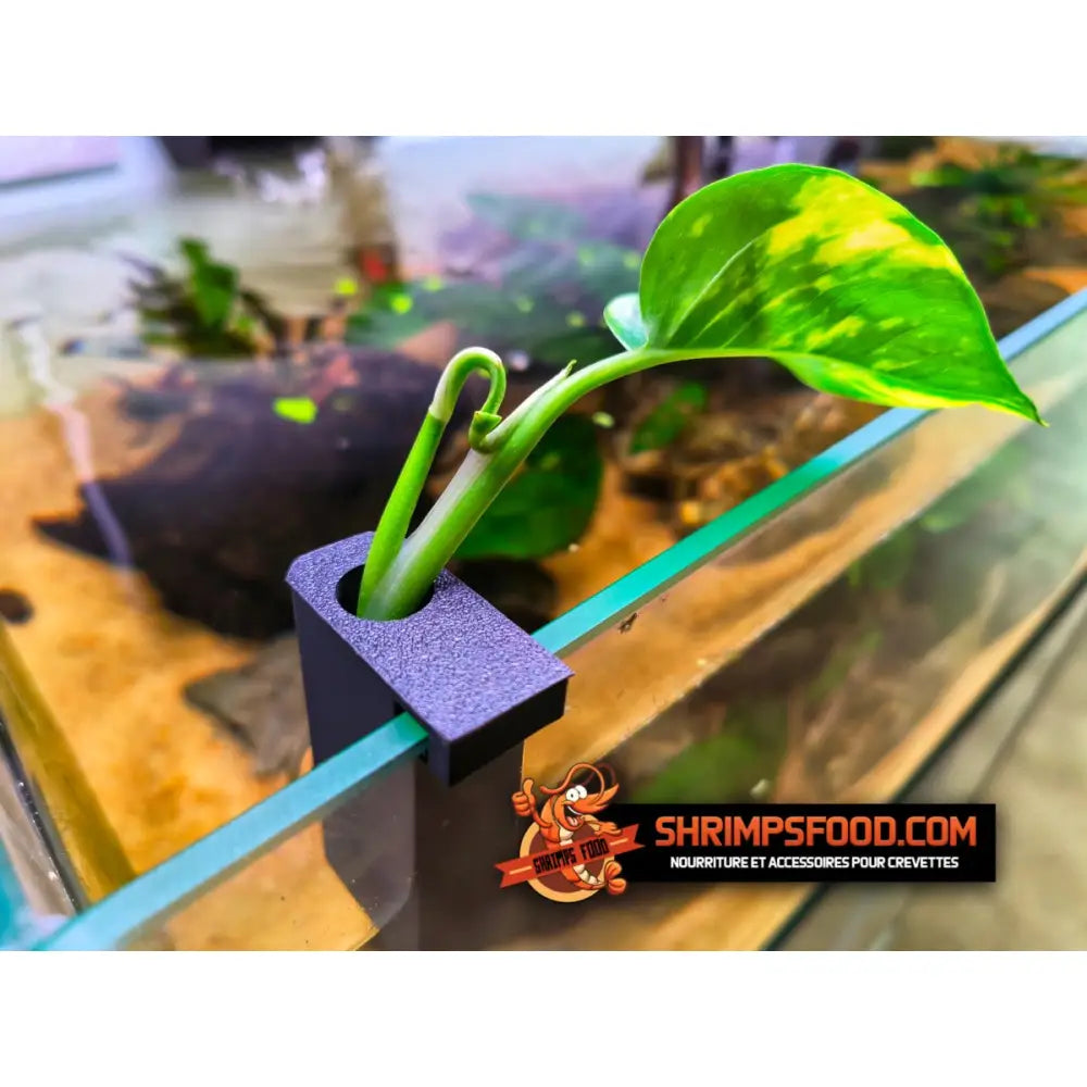 Support boutures plantes