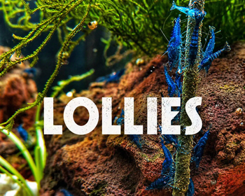 Lollies pour crevettes Caridina & Neocaridina
