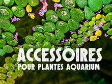Accessoires pour plantes aquarium