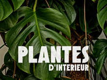 Plantes intérieur