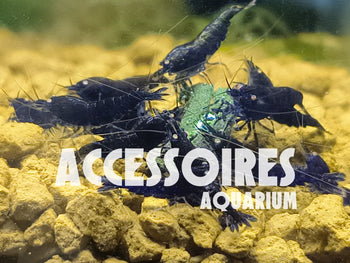 Accessoires pour aquarium