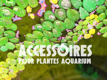 Accessoires pour plantes aquarium