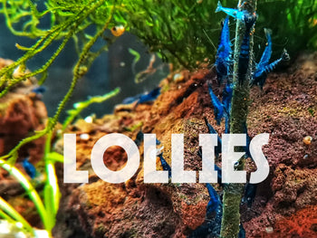 Lollies pour crevettes