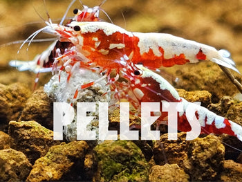 Pellets pour crevettes