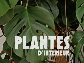 Plantes intérieur