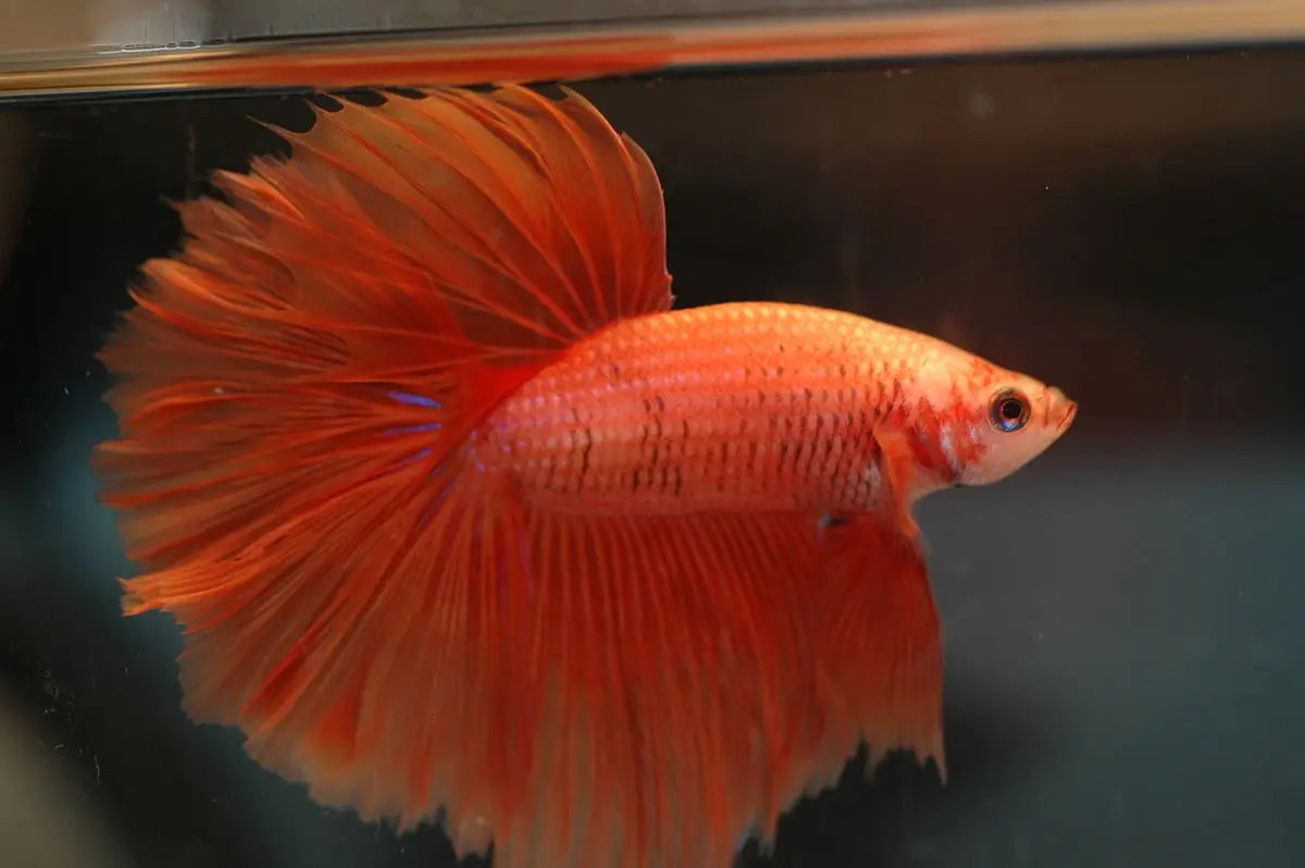 Top 10 des poissons d’eau douce faciles pour débuter en aquariophilie
