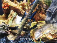 Charger l&#39;image dans la galerie, lollies pour crevettes aquarium shrimpsfood nourriture pour crevettes pellets pour crevettes
