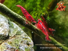 Charger l&#39;image dans la galerie, lollies pour crevettes aquarium shrimpsfood nourriture pour crevettes pellets pour crevettes
