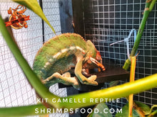 Charger l&#39;image dans la galerie, Kit gamelle reptile taille s

