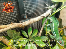 Charger l&#39;image dans la galerie, Kit gamelle reptile taille s
