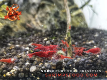 Charger l&#39;image dans la galerie, lollies pour crevettes aquarium shrimpsfood nourriture pour crevettes
