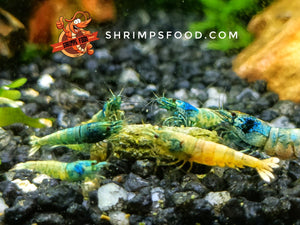 lollies pour crevettes aquarium shrimpsfood nourriture pour crevettes pellets pour crevettes