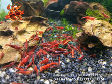 Charger l&#39;image dans la galerie, lollies pour crevettes aquarium shrimpsfood nourriture pour crevettes pellets pour crevettes

