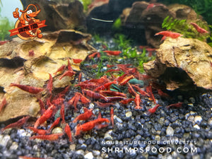 lollies pour crevettes aquarium shrimpsfood nourriture pour crevettes pellets pour crevettes