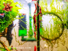 Charger l&#39;image dans la galerie, lollies pour crevettes aquarium shrimpsfood nourriture pour crevettes pellets pour crevettes
