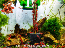 Charger l&#39;image dans la galerie, lollies pour crevettes aquarium shrimpsfood nourriture pour crevettes pellets pour crevettes
