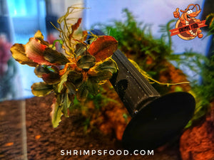 Barre Bucephalandra 10cm