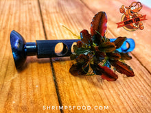 Charger l&#39;image dans la galerie, Barre Bucephalandra 10cm
