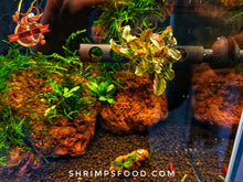 Charger l&#39;image dans la galerie, Barre Bucephalandra 10cm
