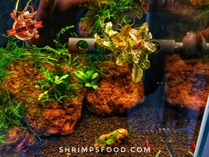 Barre Bucephalandra 10cm