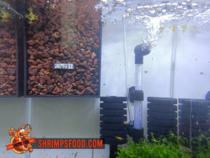 Bacterie Box shrimpsfood