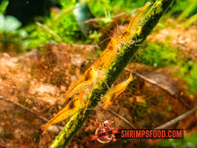 Charger l&#39;image dans la galerie, lollies pour crevettes aquarium shrimpsfood nourriture pour crevettes pellets pour crevettes
