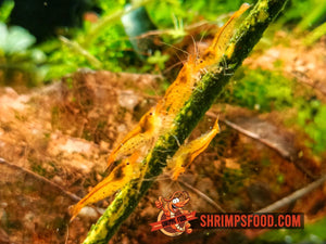 lollies pour crevettes aquarium shrimpsfood nourriture pour crevettes pellets pour crevettes