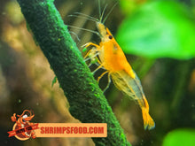 Charger l&#39;image dans la galerie, lollies pour crevettes aquarium shrimpsfood nourriture pour crevettes pellets pour crevettes
