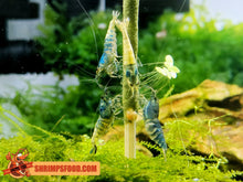 Charger l&#39;image dans la galerie, lollies pour crevettes aquarium shrimpsfood nourriture pour crevettes pellets pour crevettes
