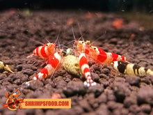 Charger l&#39;image dans la galerie, lollies pour crevettes aquarium shrimpsfood nourriture pour crevettes pellets pour crevettes
