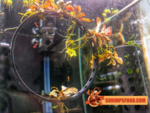 Charger l&#39;image dans la galerie, Cercle pour boutures aquarium
