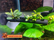 Charger l&#39;image dans la galerie, Barre Bucephalandra 10cm
