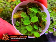 Charger l&#39;image dans la galerie, Salvinia natans plantes flottantes
