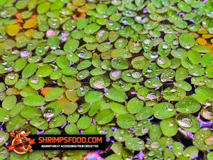 Salvinia natans plantes flottantes
