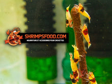 Charger l&#39;image dans la galerie, lollies pour crevettes aquarium shrimpsfood nourriture pour crevettes
