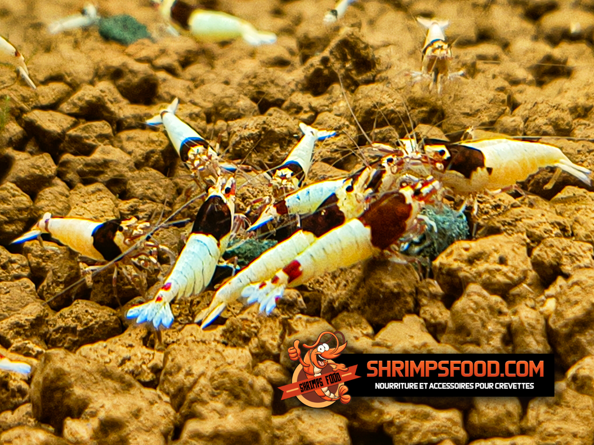 Sticks Olympicus nourriture pour crevettes – Shrimpsfood