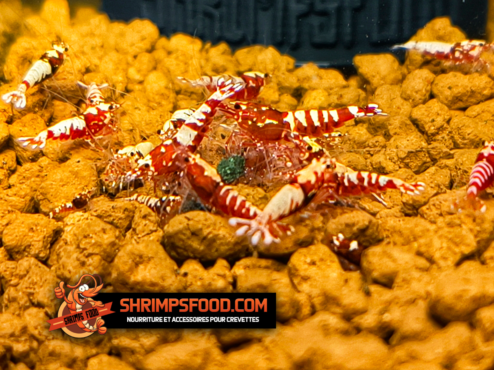 Nourriture pour crevettes - Pack complet – Shrimpsfood