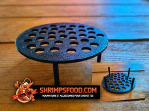 Table bucephalandra