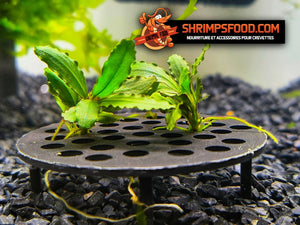 Table bucephalandra