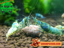 Charger l&#39;image dans la galerie, lollies pour crevettes aquarium shrimpsfood nourriture pour crevettes pellets pour crevettes
