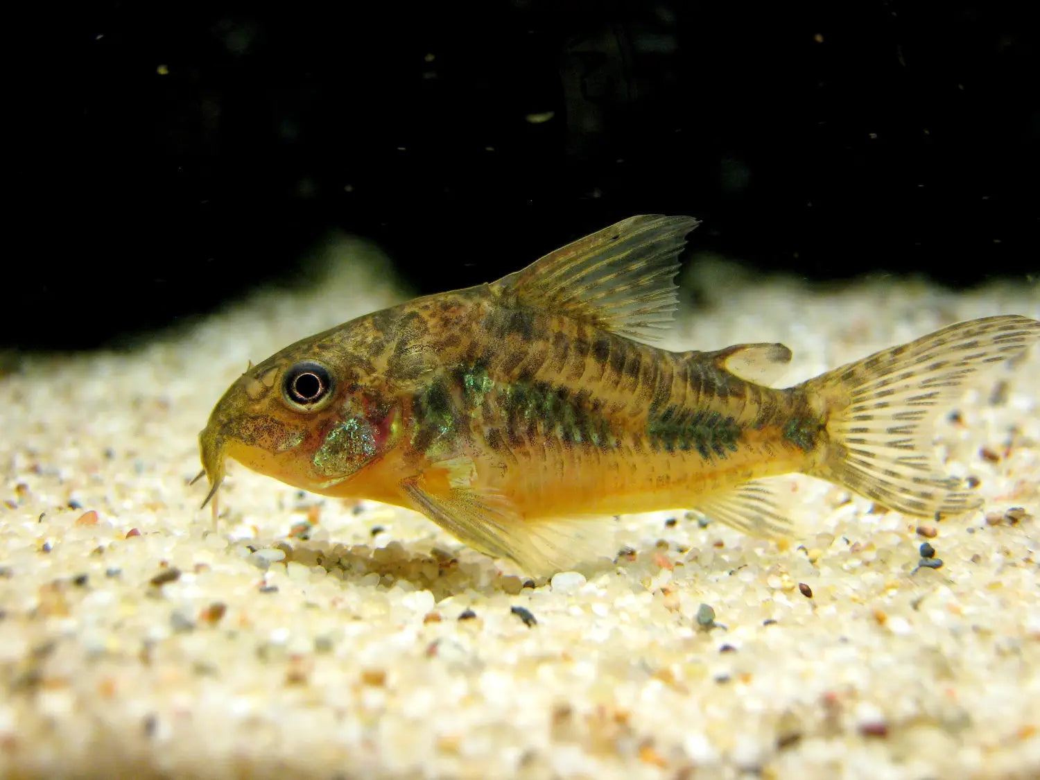 Top 10 des poissons d’eau douce faciles pour débuter en aquariophilie