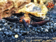 Charger l&#39;image dans la galerie, lollies pour crevettes aquarium shrimpsfood nourriture pour crevettes pellets pour crevettes
