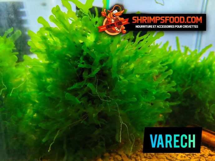 Varech plante aquarium