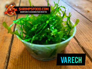 Varech plante aquarium