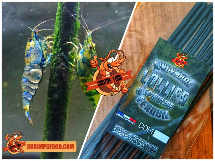 lollies pour crevettes aquarium shrimpsfood nourriture pour crevettes pellets pour crevettes