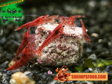 Charger l&#39;image dans la galerie, lollies pour crevettes aquarium shrimpsfood nourriture pour crevettes pellets pour crevettes
