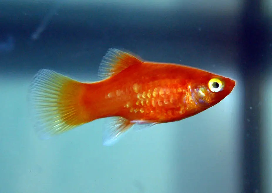 Top 10 des poissons d’eau douce faciles pour débuter en aquariophilie