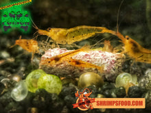Charger l&#39;image dans la galerie, lollies pour crevettes aquarium shrimpsfood nourriture pour crevettes pellets pour crevettes
